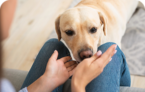 dog sniffing owners hands